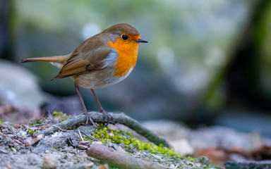 Red Robin (Erithacus rubecula) bird close up in a forest