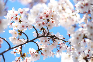 晴れた日の桜の花