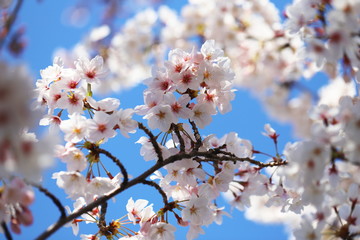 晴れた日の桜の花