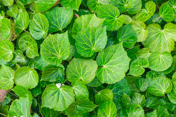 Fototapeta na wymiar Green leaves for Natural wallpaper background.
