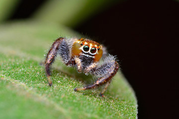 Male jumping spider, Thyene imperialis, Satara, Maharashtra, India.