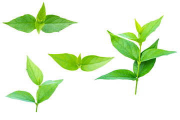Blurred for background. Put forth fresh leaves isolated on white background. Clipping Path.