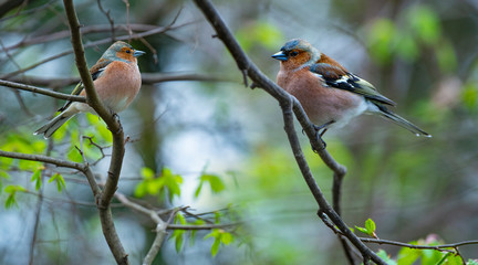 Chaffinch (Fringilla coelebs) birds close up in a forest