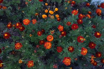 Flowers marigolds Tagetes on a green background. Summer solar background. Photo wallpaper. Soft focus, toning and blurry.