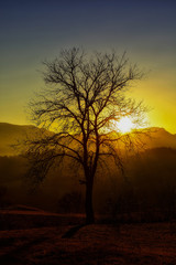 Sonnenuntergang mit Baum