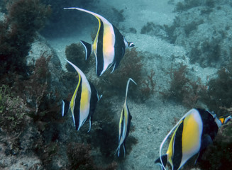 Moorish Idol (Zanclus cornutus)