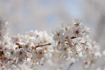 晴れた日の桜の花