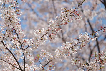 晴れた日の桜の花