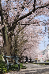 春の桜とベンチ