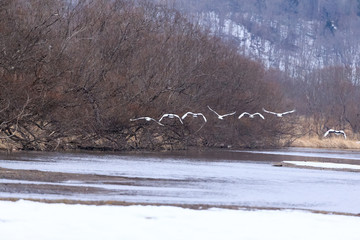 Flying Crane in Kushiro
