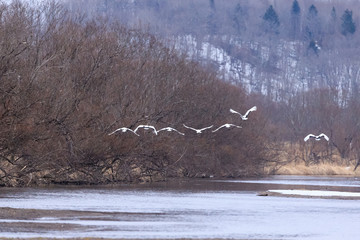 Flying Japanese Crane