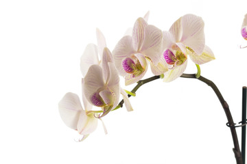Fototapeta na wymiar orchid close up view solated on white background