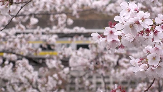 ICHIGAYA, TOKYO,  JAPAN - CIRCA APRIL 2019 : CHERRY BLOSSOM and TRAIN around Ichigaya station in Spring season.