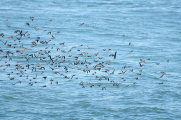 鳥の群れ