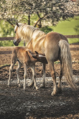 Stute mit Fohlen