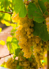 Ripe white grapes in vineyard