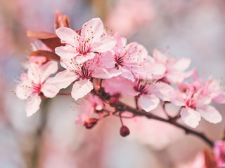 Spring blooming tree. Sunny day. Spring flowers.