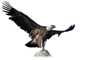 Fototapeta premium Big Griffon on stone on white background