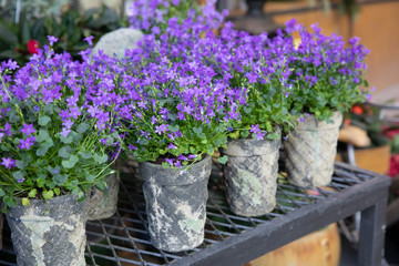 Springtime blooming potted Campanula muralis flowers or violet bellflowers on a shelf in a flower shop.