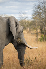 Elephant eating