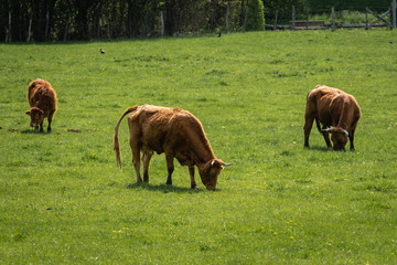 Fototapeta premium Vaches dans un pré