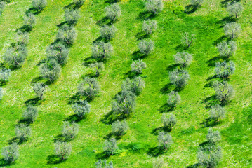 Green fields landscape. Beautiful Tuscan rural landscape with olives trees. Background.