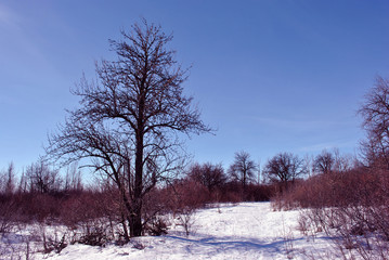 Pear tree without leaves on snowy meadow with bushes, winter landscape, blue sky background