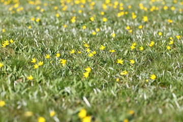 Floral background spring, wild tulips, Biberstein tulip, yellow floral beautiful background