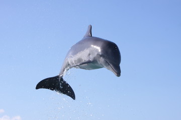 dolphins, animals, ocean