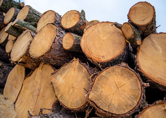 Pile of wood logs, logging in the pine forest