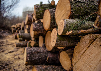 Pile of wood logs, logging in the pine forest
