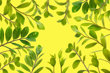 Branches with leaves isolated on yellow background. Postcard design.