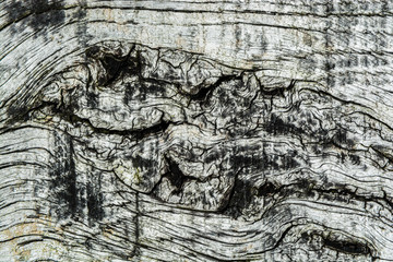 Wood board background texture