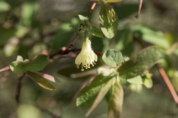 Blossoms of a honeyberry, Lonicera caerulea