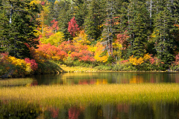 大雪山高原沼の秋