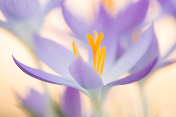 Fototapeta premium Close-up of a purple blooming crocus flower