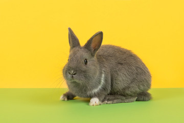 Cute grey rabbit seen from the side on a green and yellow background
