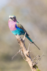 Colorful African bird