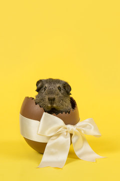 Cute guinea pig in a easter egg on a yellow background in a vertical image