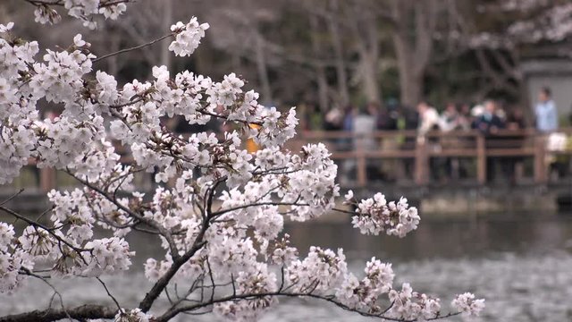 KICHIJOJI,  TOKYO,  JAPAN - CIRCA APRIL 2019 : CHERRY BLOSSOMS in INOKASHIRA PARK at spring season.