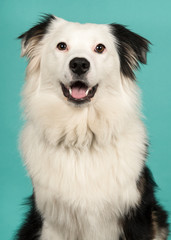 Portait of a cute black and white australian shepherd dog with mouth open on a turquoise blue background