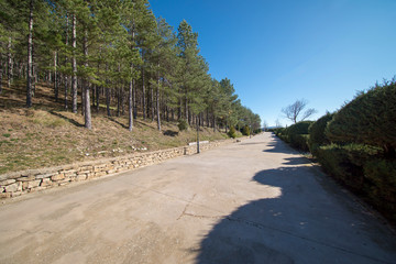 Pine forests around the town of Morella
