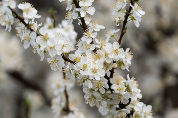 Close-up of white plum flowers with morning hoarfrost.
