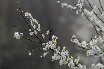 Close-up of white plum flowers with morning hoarfrost.