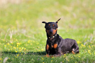 Spring portrait of a miniature pinscher breed dog in flowers