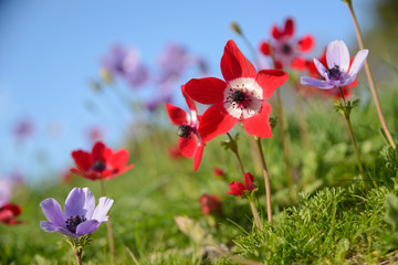 Red and violet anemones blossom on meadow