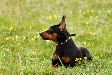 Spring portrait of a miniature pinscher breed dog in flowers