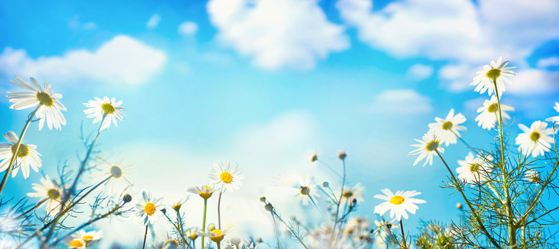 Beautiful spring summer natural floral background with daisy flowers in front of bright blue sky with white clouds on nature, copy space, wide format.