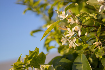 orange blossom in an orange tree