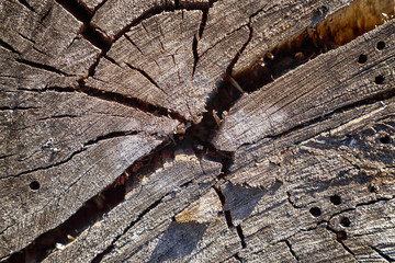 The texture of the cut of the trunk of an old tree.